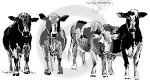 Cow sketch. breeding cow illustration. Animal husbandry. livestock. farm animal series.