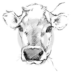 Cow sketch. Dairy cow pencil sketch.