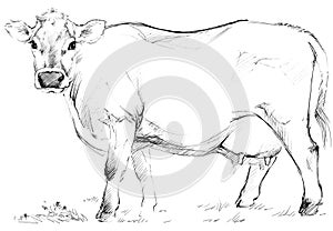 Cow sketch. Dairy cow pencil sketch.