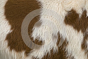 Cow skin