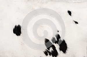 Cow skin pattern and background