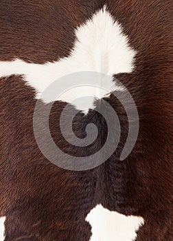 Cow skin