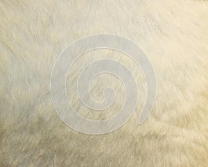 Cow skin texture - closeup fur fashion