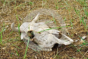 Cow skull
