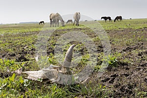 Cow skull in foreground with horse animals in meadow at background