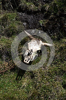 Cow skull in the grass in the Antisana Ecological Reserve, Ecuador