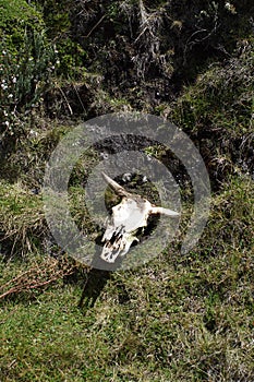 Cow skull in the grass in the Antisana Ecological Reserve, Ecuador