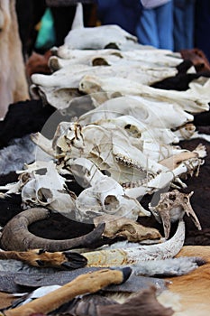 cow skulls, legs and horns of ungulates lie on a table at a fair on city day. Siberian hunters.
