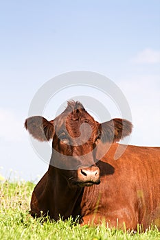 Cow sleep outside in meadow. Happy cows in field with blue sky.