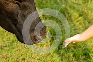 A cow smelling a childs hand