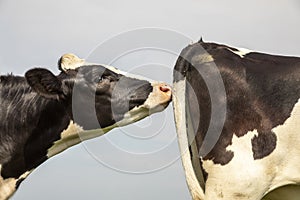 Cow smells on the back of another black and white cow, close up sniffs the tail