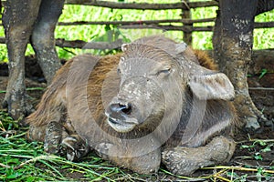 Cow smile