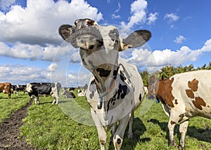 Cow is sniffing head up lifted, cheerful red and white milk cattle in a field, blue sky