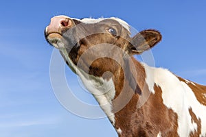 Cow sniffing head up lifted, red and white milk cattle and a spying eye under a blue sky