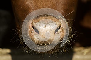 Cow snout