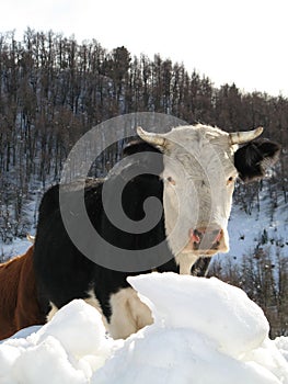 Cow in snow, Argentina