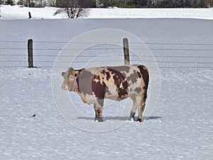 A cow in the snow. Austria, Europe.