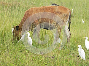 Cow sorrounded by cattle egrets/cow birds.