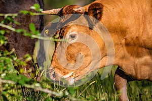 Cow Spanish Wild Pasture