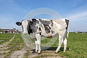 Cow with spiked nose ring, a maverick calf weaning ring of bright green plastic, standing in a field and a blue sky