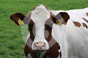 A cow with spots on its nose looking at the camera