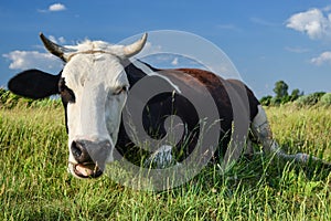 Cow on a spring farm pasture