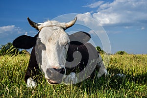 Cow on a spring farm pasture. Very funny black and white cow lies on the grass and looks at the camera.