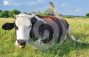 Cow on a spring farm pasture. Very funny black and white cow lies on the grass and looks at the camera. Farm animals.