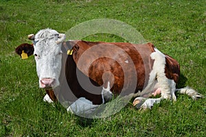 Cow on a spring farm pasture. Very funny black and white cow lies on the grass and looks at the camera. Farm animals.