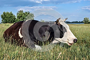 Cow on a spring farm pasture. Very funny black and white cow lies on the grass and looks at the camera. Farm animals