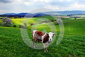 Cow on the spring pasture