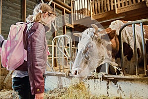 Cow in a stable eating hay