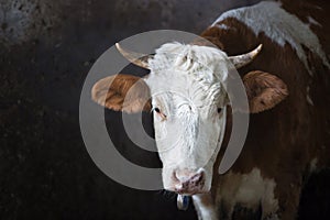 Cow in a stall on a farm