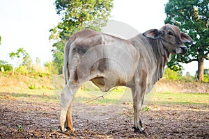 Cow stand on the fiel of countryside