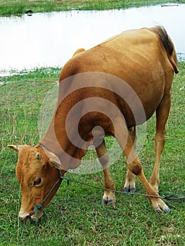 Cow standing alone in green pasture