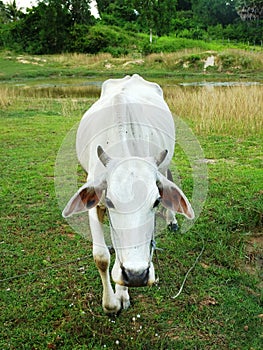 Cow standing alone in green pasture