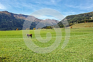 A cow standing on the alpine meadow in front of the Alps. Austria