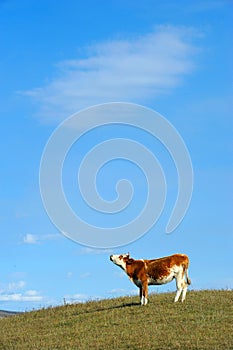 Cow standing in autumn field.