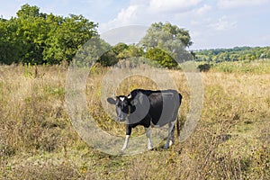 cow standing chained on autumnal meadow and looking with interest in Ukraine