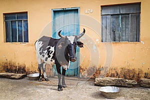 Cow standing in a colorful house photo
