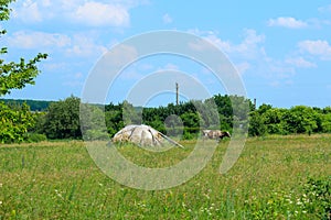 Cow standing in farm pasture. Shot of a herd of cattle on a dairy farm. Nature, animals concept.