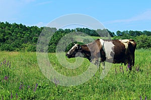 Cow standing in farm pasture. Shot of a herd of cattle on a dairy farm. Nature, farm, animals, travel concept.