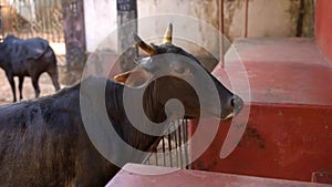 A cow standing in front of a traditional building entrance in Gokarna, India