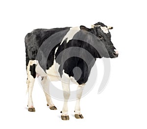 Una vaca de pie antes blanco 