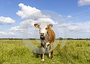 Cow standing full length in front view and copy space, milk cattle red and white, a blue sky in a field, horizon in the