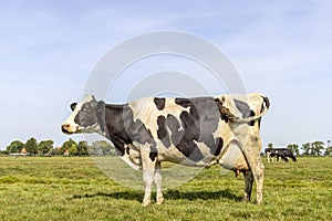 Cow standing full length in side view, large full udder, milk cattle black and white, a blue sky