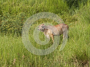 Cow is standing and grazing in evening