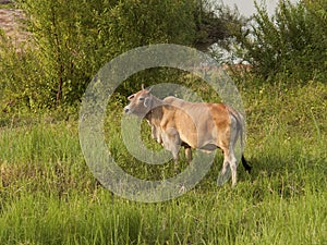 Cow is standing and grazing in evening