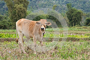 Cow standing on the green field farm
