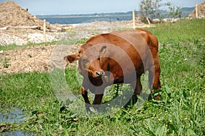 Cow standing on green grass